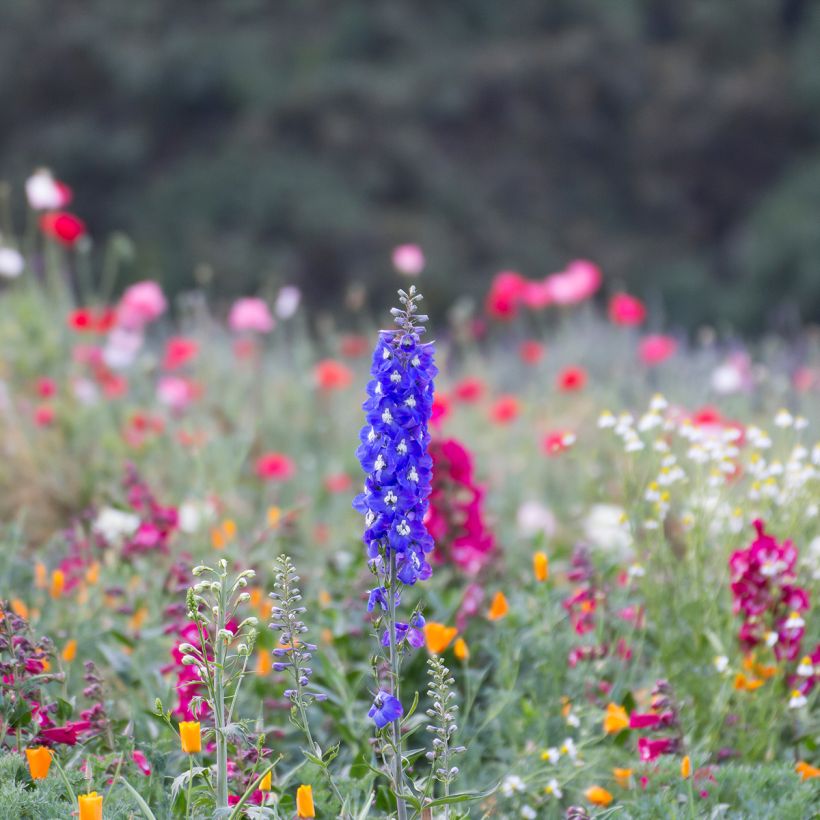 Delphinium Pacific Blue Bird - Ridderspoor (Groeiplaats)