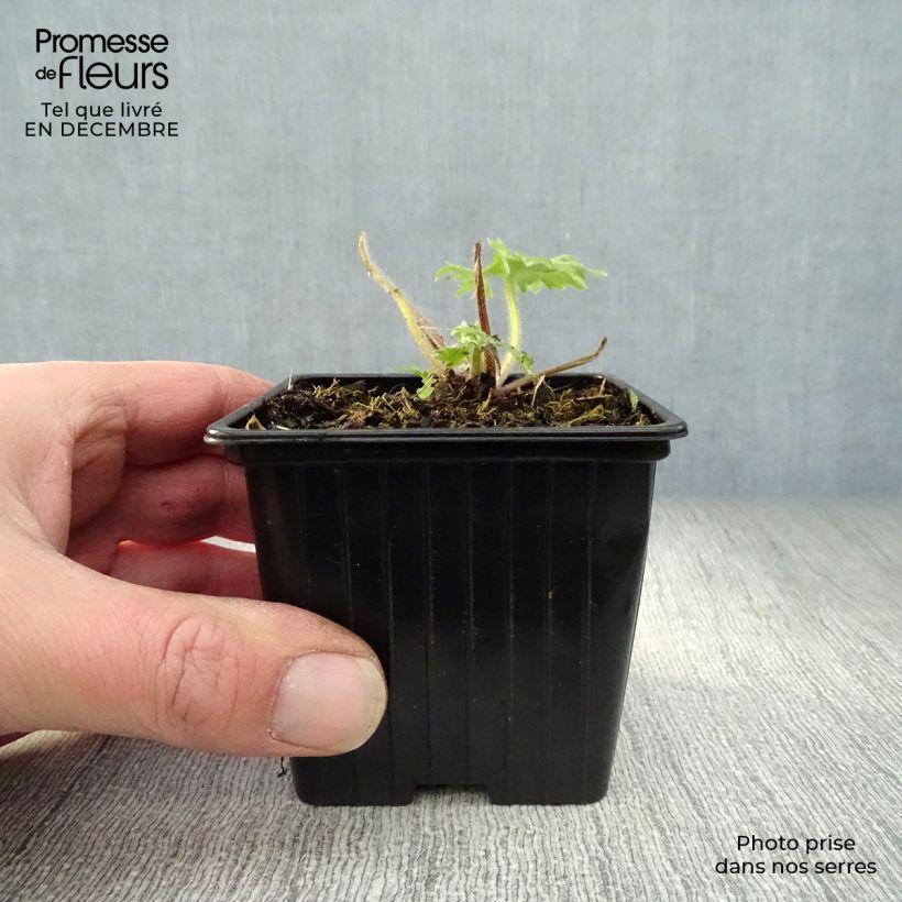 Example of Delphinium Pacific Blue Bird - Ridderspoor Kweekpotje van 7/8 cm as you get in hiver