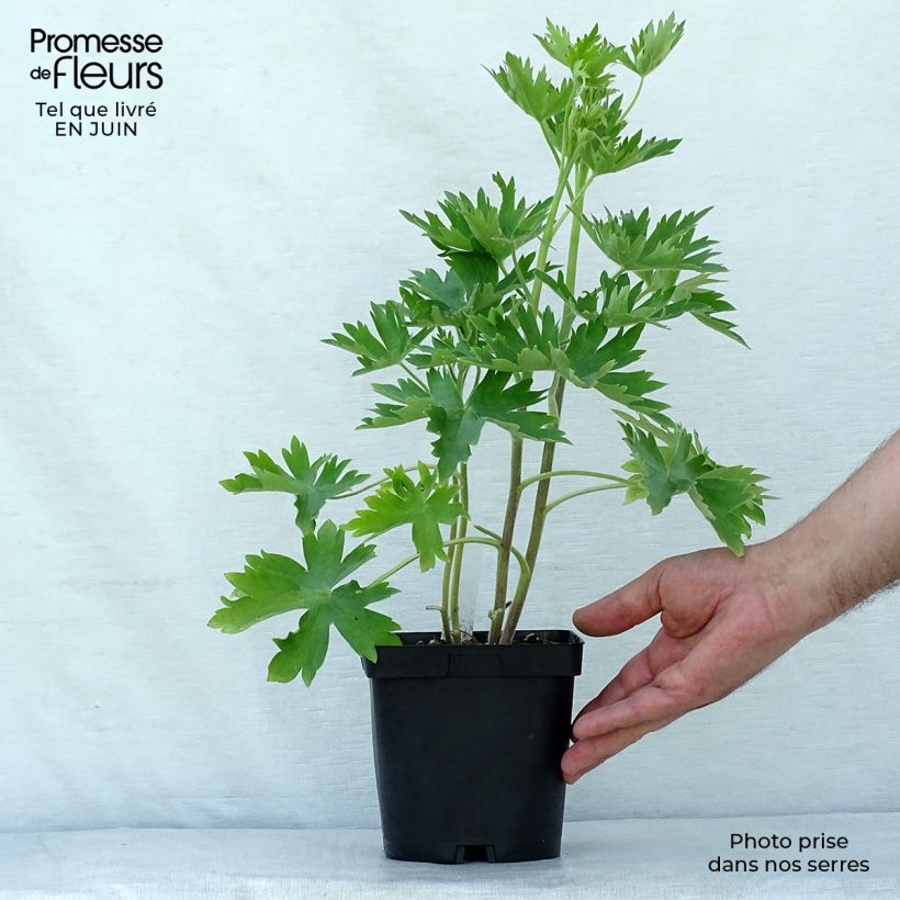 Exemplaar van Delphinium Pacific Blue Bird - Ridderspoor Pot van 2 l/3 l zoals geleverd in de zomer