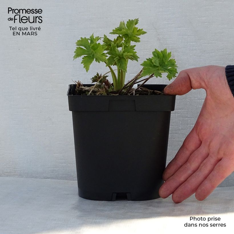 Exemplaar van Delphinium Pacific Blue Bird - Ridderspoor Pot van 2 l/3 l zoals geleverd in de lente