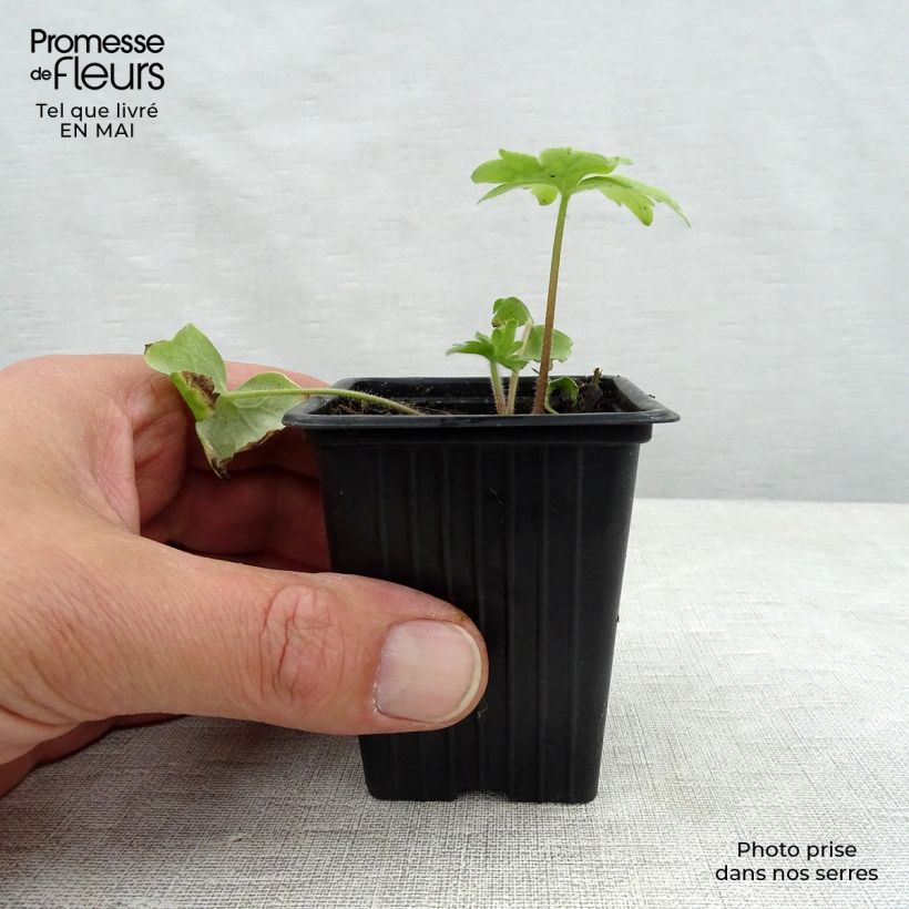 Exemplaar van Delphinium Pacific Blue Bird - Ridderspoor Kweekpotje van 7/8 cm zoals geleverd in de lente