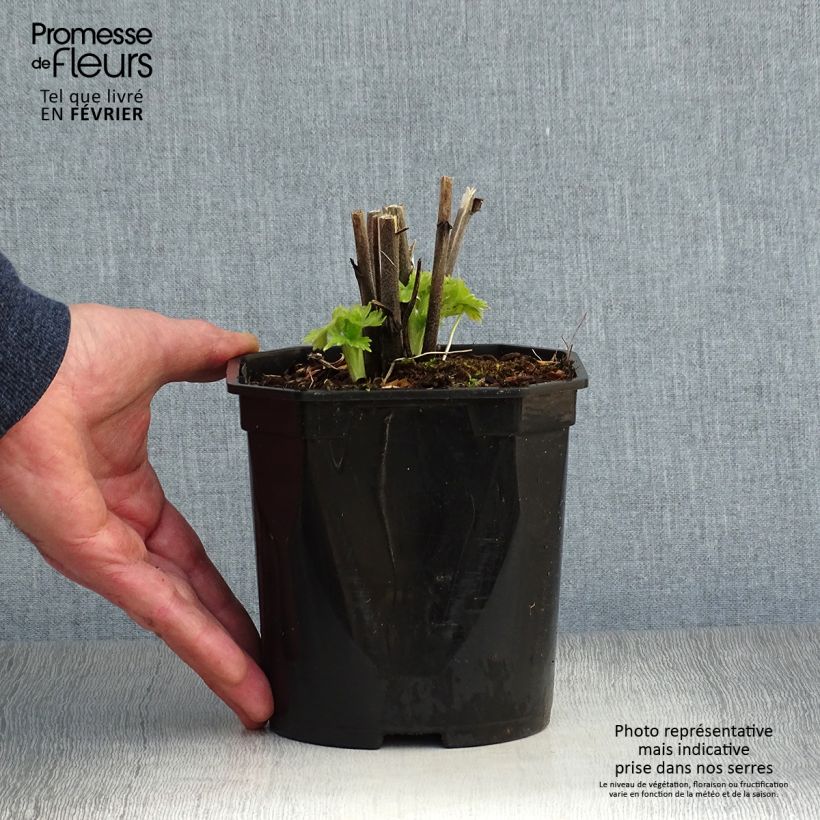 Example of Delphinium Pacific Blue Bird - Ridderspoor Pot van 2 l/3 l as you get in hiver