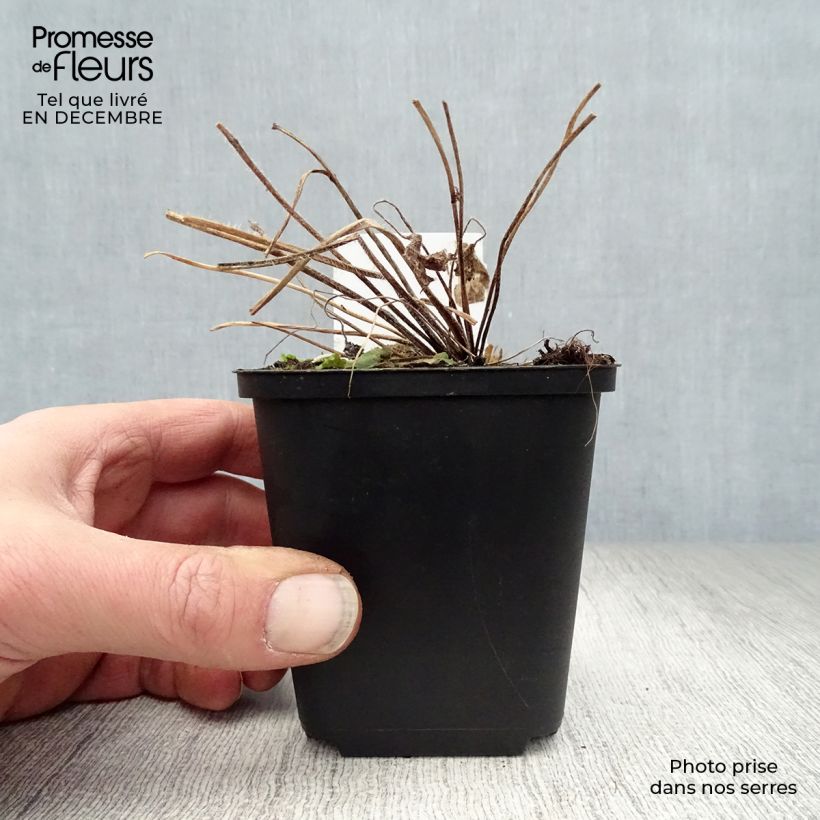 Example of Delphinium Pacific Blue Jay - Pied d'Alouette vivace Kweekpotje van 7/8 cm as you get in hiver