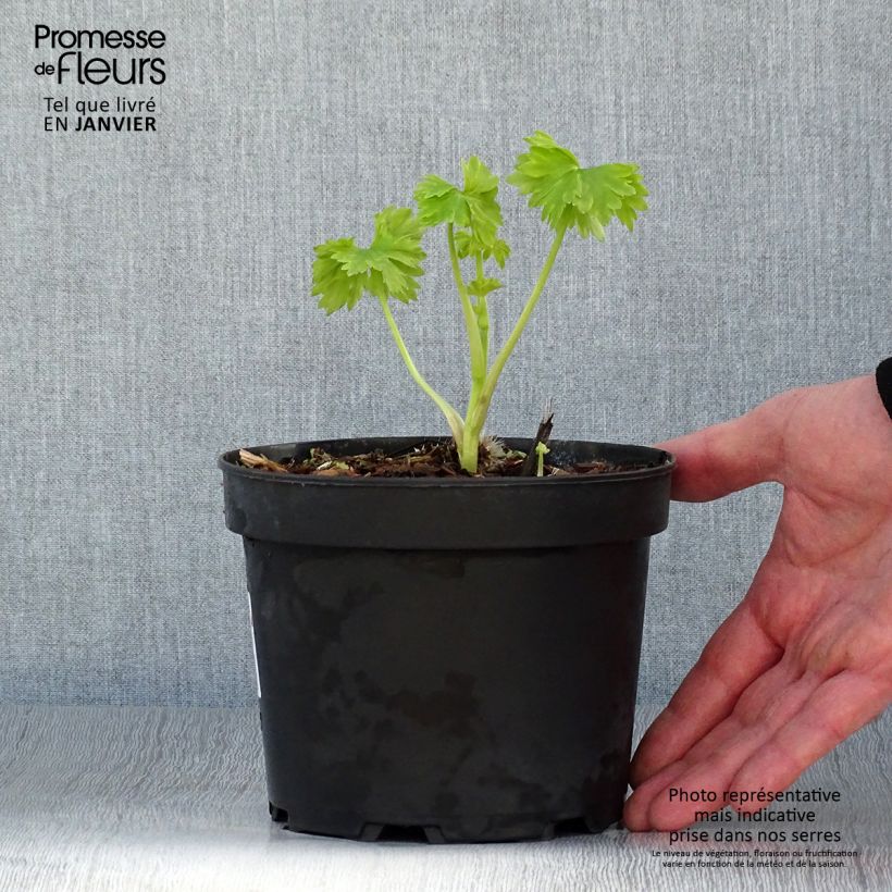 Example of Delphinium Pacific Blue Jay - Pied d'Alouette vivace Pot van 2 l/3 l as you get in hiver