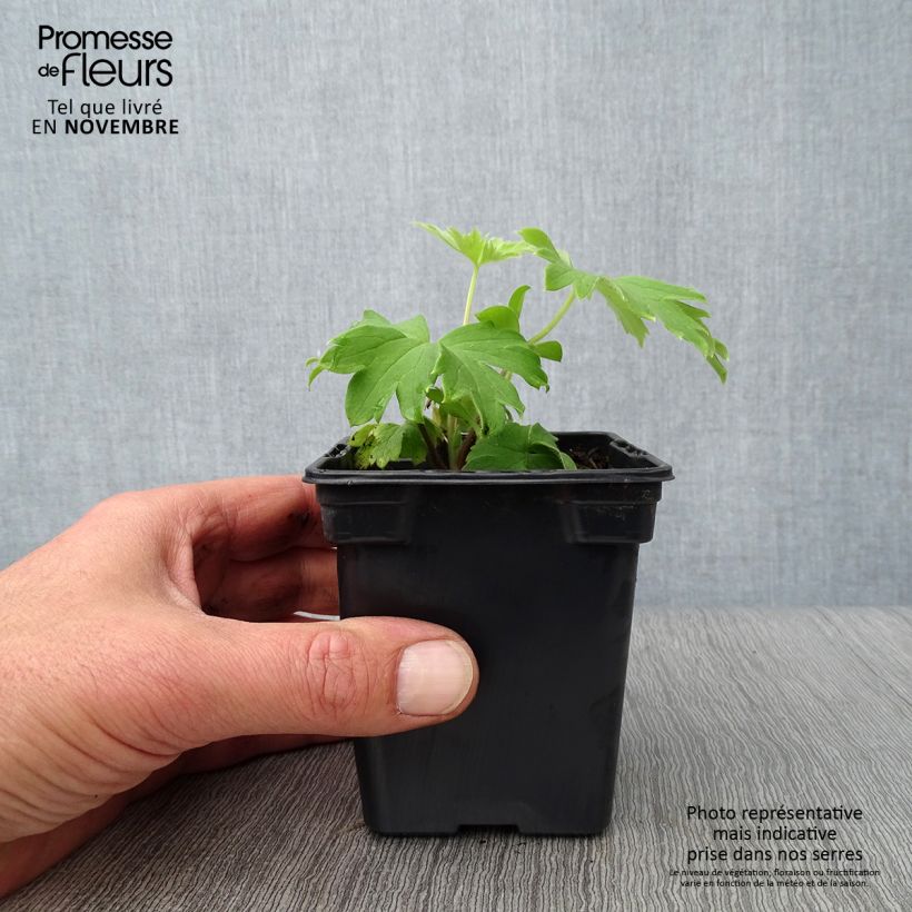 Exemplaar van Delphinium Pacific Blue Jay - Ridderspoor Kweekpotje van 7/8 cm zoals geleverd in de herfst