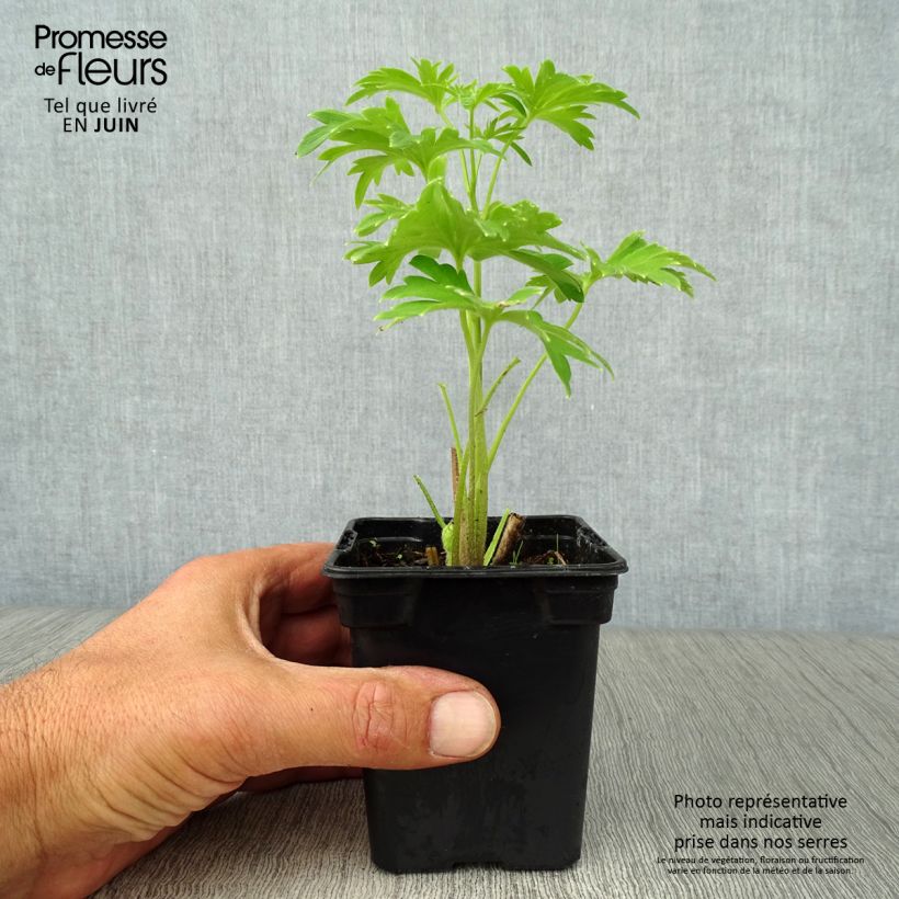 Exemplaar van Delphinium Pacific Blue Jay - Ridderspoor Kweekpotje van 7/8 cm zoals geleverd in de zomer