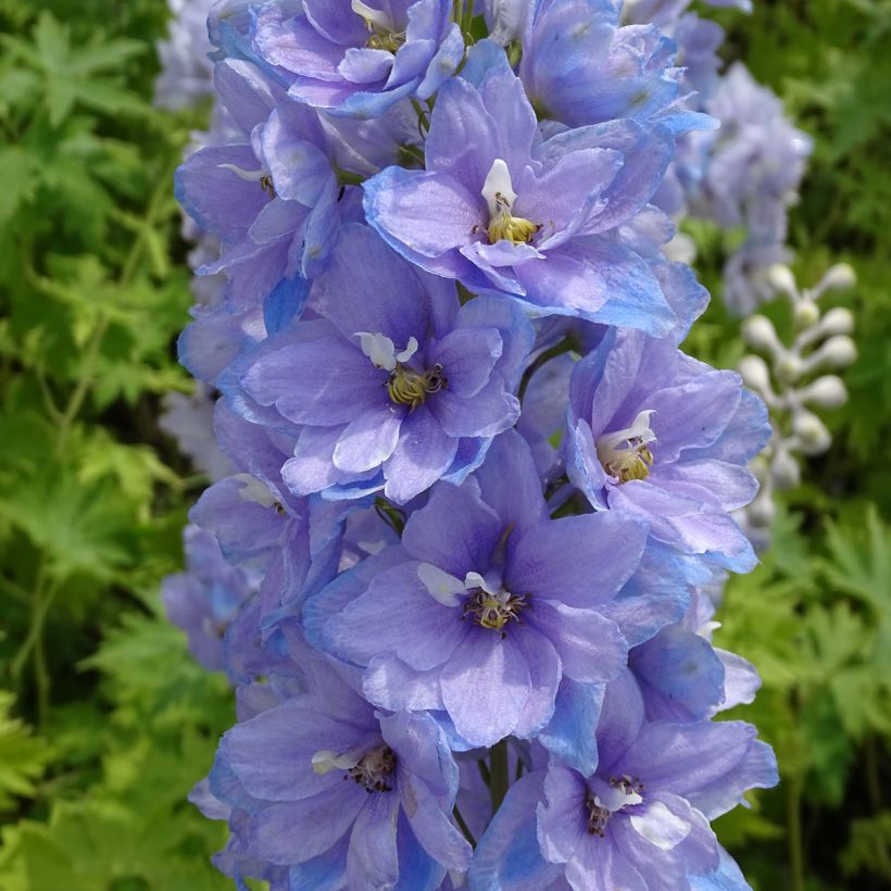 Delphinium Pacific giant Cameliard - Ridderspoor (Bloei)