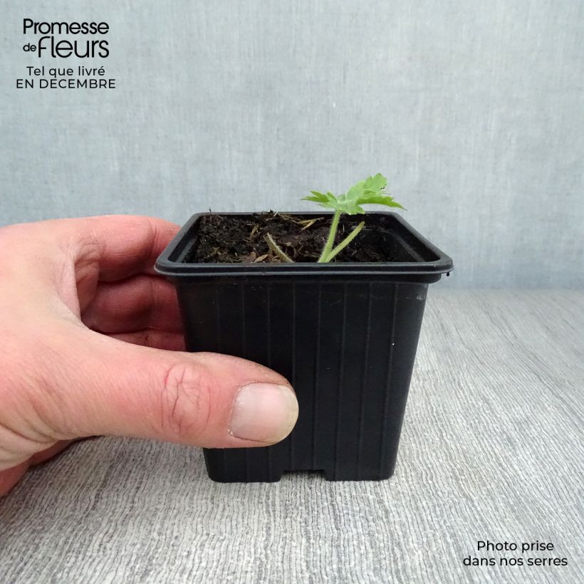 Example of Delphinium Pacific Galahad - Ridderspoor Kweekpotje van 7/8 cm as you get in hiver