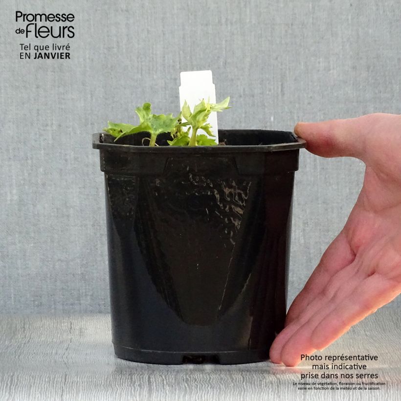 Example of Delphinium Pacific Galahad - Ridderspoor Pot van 2 l/3 l as you get in hiver