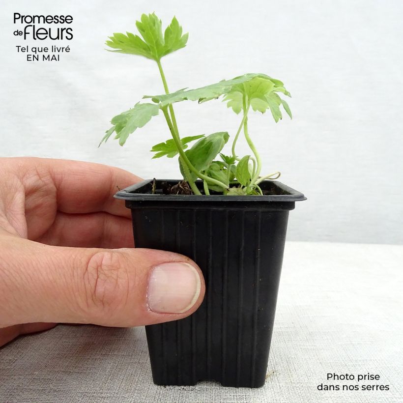 Exemplaar van Delphinium Pacific Galahad - Ridderspoor Kweekpotje van 7/8 cm zoals geleverd in de lente