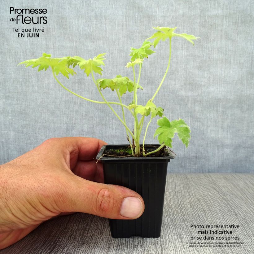 Exemplaar van Delphinium Pacific Galahad - Ridderspoor Kweekpotje van 7/8 cm zoals geleverd in de zomer
