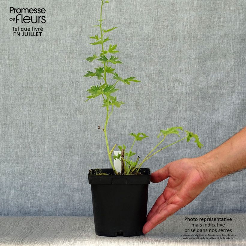 Exemplaar van Delphinium Pacific Galahad - Ridderspoor Pot van 2 l/3 l zoals geleverd in de zomer