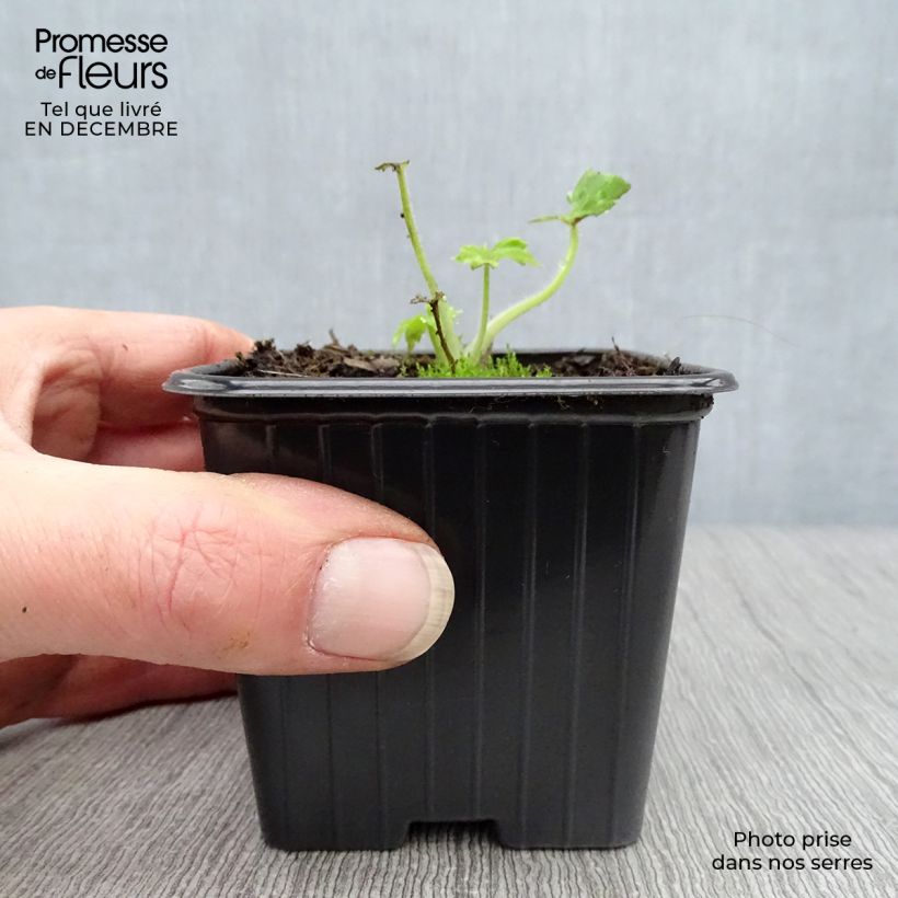 Example of Delphinium Pacific Guinerve - Pied d'Alouette vivace Kweekpotje van 7/8 cm as you get in hiver