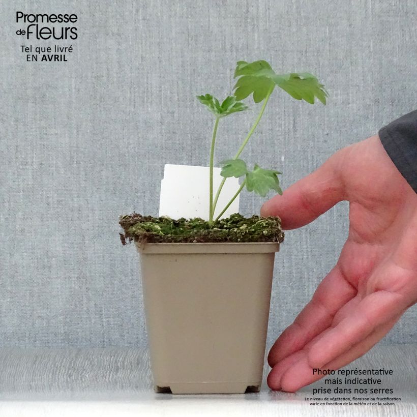 Exemplaar van Delphinium Pacific Guinevere - Ridderspoor Kweekpotje van 7/8 cm zoals geleverd in de lente