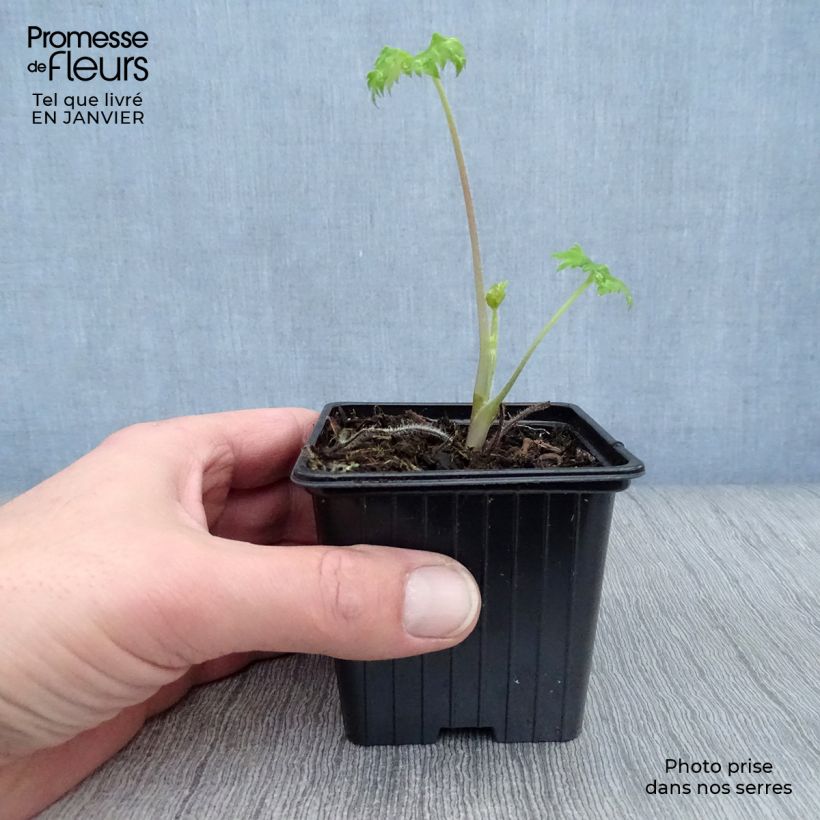 Example of Delphinium Pacific King Arthur - Ridderspoor Kweekpotje van 7/8 cm as you get in hiver