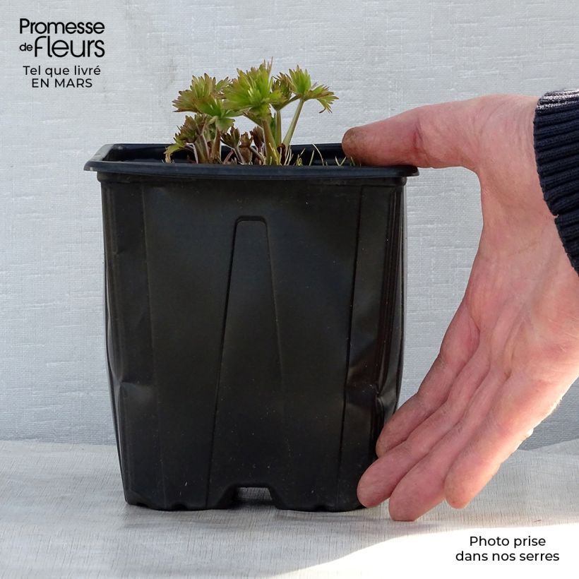 Exemplaar van Delphinium Pacific King Arthur - Ridderspoor Pot van 2 l/3 l zoals geleverd in de lente