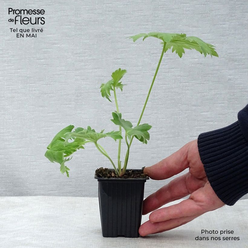 Exemplaar van Delphinium Pacific King Arthur - Ridderspoor Kweekpotje van 7/8 cm zoals geleverd in de lente