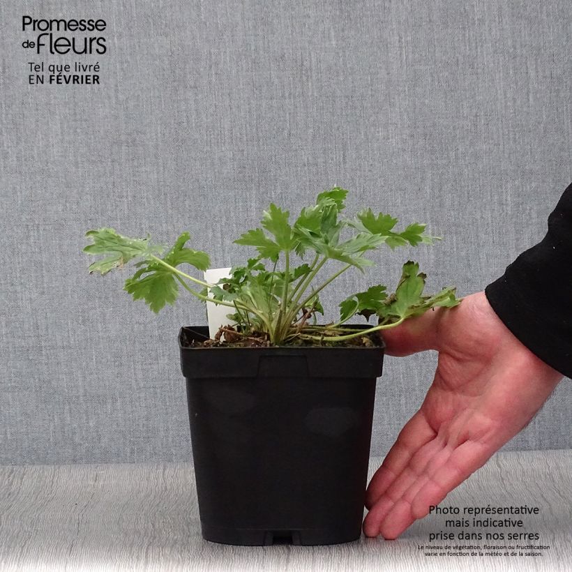 Example of Delphinium Pacific King Arthur - Ridderspoor Pot van 2 l/3 l as you get in hiver