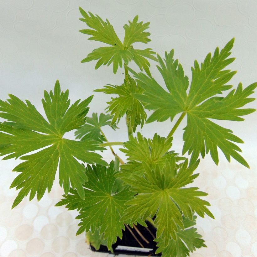 Delphinium Pacific Summer Skies - Ridderspoor (Foliage)