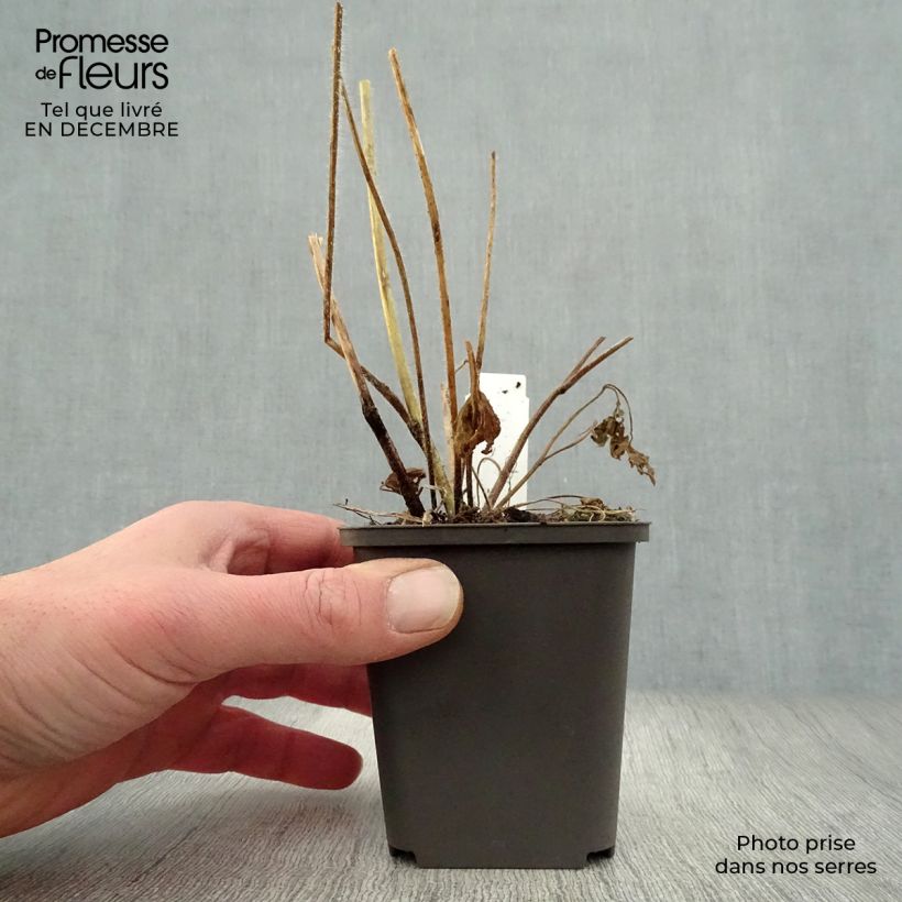 Example of Delphinium Pacific Summer Skies - Ridderspoor Kweekpotje van 7/8 cm as you get in hiver