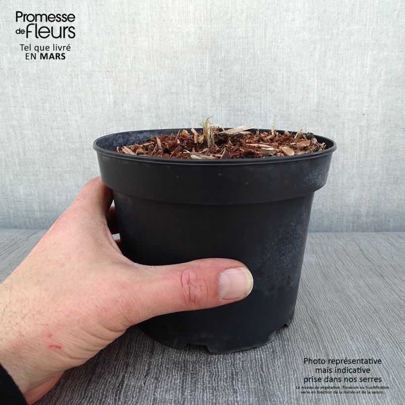 Example of Delphinium Pacific Summer Skies - Ridderspoor Pot van 2 l/3 l as you get in hiver