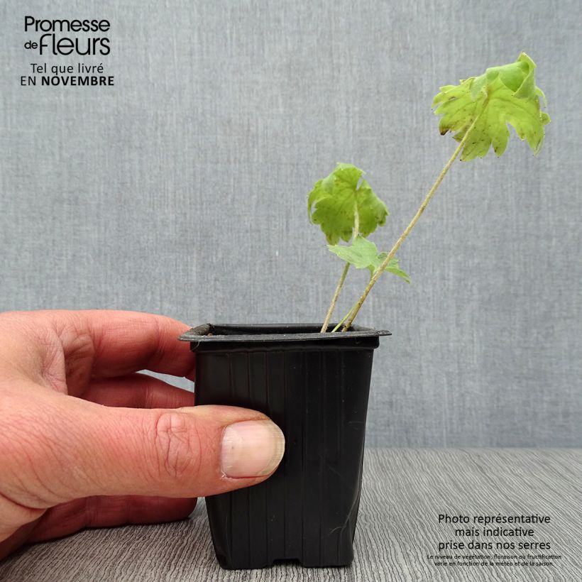 Exemplaar van Delphinium Pacific Summer Skies - Ridderspoor Kweekpotje van 7/8 cm zoals geleverd in de herfst
