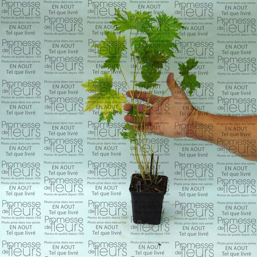 Voorbeeld van een exemplaar van Delphinium Pacific giant Cameliard - Ridderspoor Kweekpotje van 8/9 cm zoals geleverd