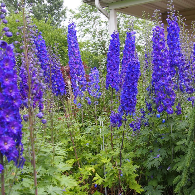 Delphinium elatum Pagan Purples - Pied d'Alouette (Groeiplaats)