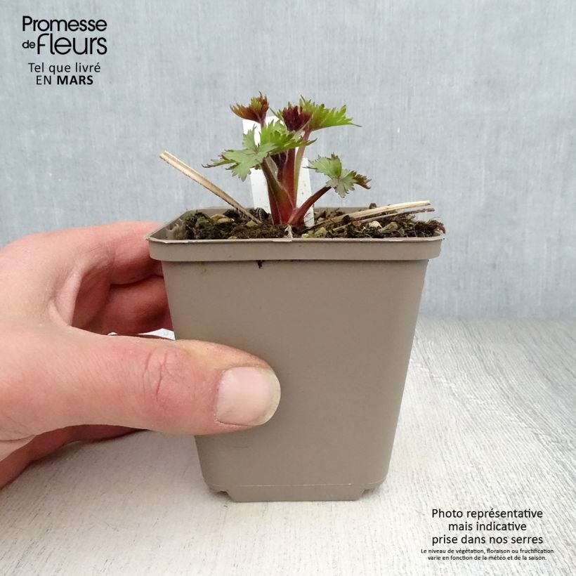 Exemplaar van Delphinium elatum Pagan Purples - Pied d'Alouette Kweekpotje van 8/9 cm zoals geleverd in de lente