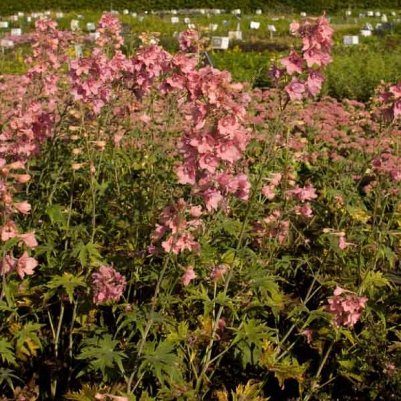 Delphinium Ruysii Pink Sensation - Ridderspoor (Plant habit)