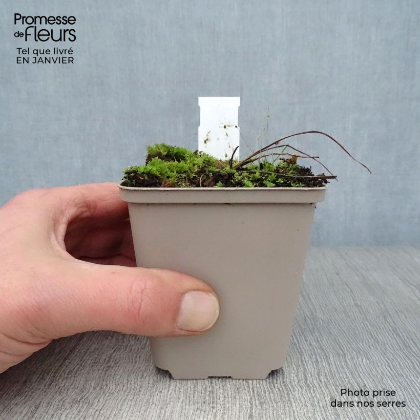 Example of Delphinium Ruysii Pink Sensation, Pied d'Alouette Kweekpotje van 8/9 cm as you get in hiver