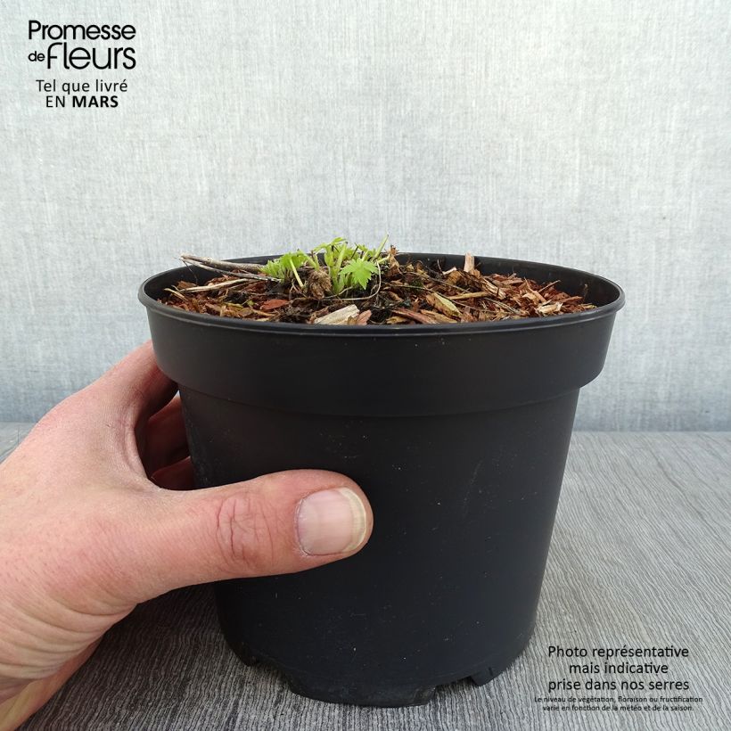 Example of Delphinium Ruysii Pink Sensation, Pied d'Alouette Pot van 2 l/3 l as you get in hiver