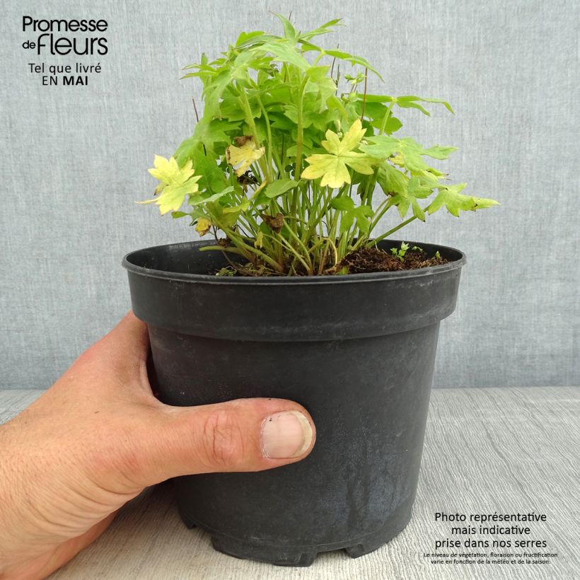 Exemplaar van Delphinium Ruysii Pink Sensation - Ridderspoor Pot van 2 l/3 l zoals geleverd in de lente