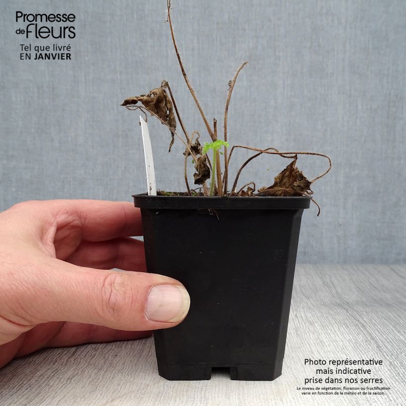 Example of Delphinium Pacific-hybrid Magic Fountain Sky Blue-White Bee - Ridderspoor Kweekpotje van 8/9 cm as you get in hiver