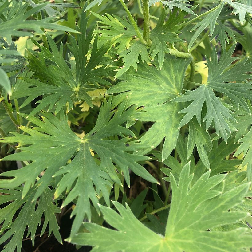 Delphinium belladonna Völkerfrieden - Ridderspoor (Foliage)