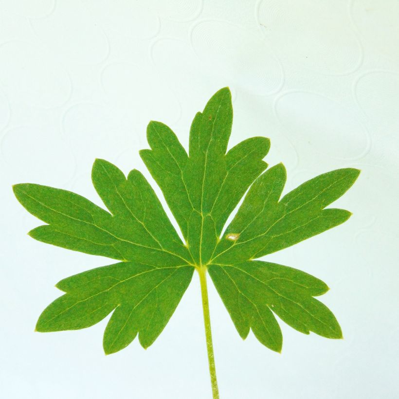 Delphinium belladonna Ballkleid - Ridderspoor (Blad)