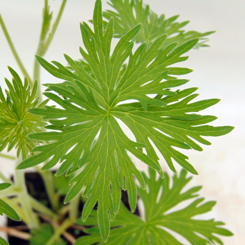 Delphinium belladonna Casablanca - Ridderspoor (Foliage)