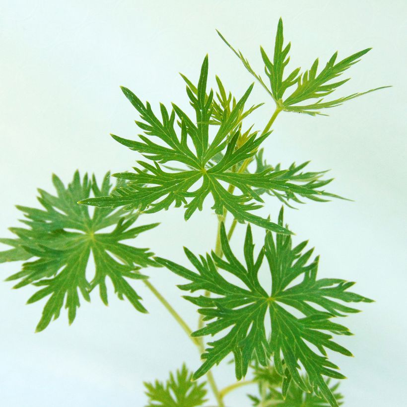 Delphinium belladonna Cliveden Beauty - Ridderspoor (Foliage)