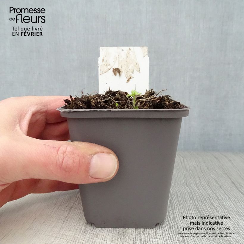 Example of Delphinium belladonna Cliveden Beauty - Ridderspoor Kweekpotje van 7/8 cm as you get in hiver