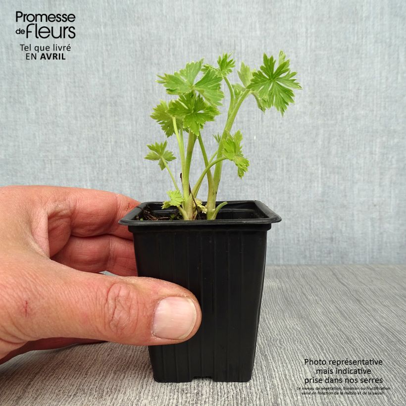 Exemplaar van Delphinium belladonna Cliveden Beauty - Ridderspoor Kweekpotje van 7/8 cm zoals geleverd in de lente