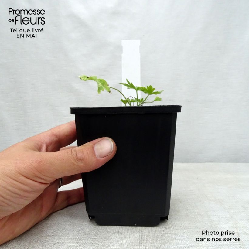 Exemplaar van Delphinium belladonna Moerheimii - Ridderspoor Kweekpotje van 8/9 cm zoals geleverd in de lente