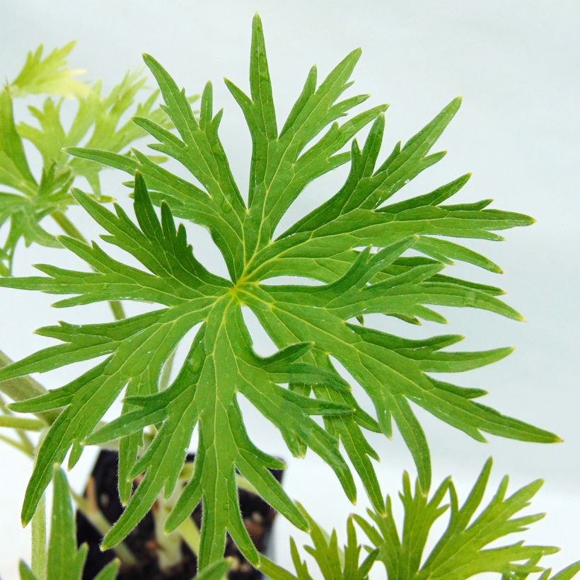 Delphinium belladonna Moerheimii - Ridderspoor (Blad)