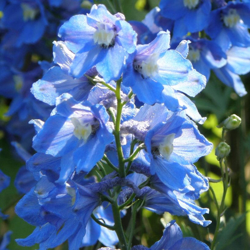 Delphinium belladonna Piccolo - Ridderspoor (Groeiplaats)