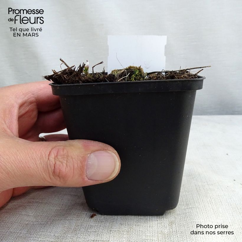 Exemplaar van Delphinium belladonna Piccolo - Ridderspoor Kweekpotje van 8/9 cm zoals geleverd in de lente