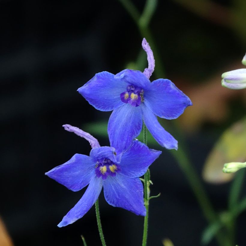 Delphinium belladonna Völkerfrieden - Ridderspoor (Bloei)