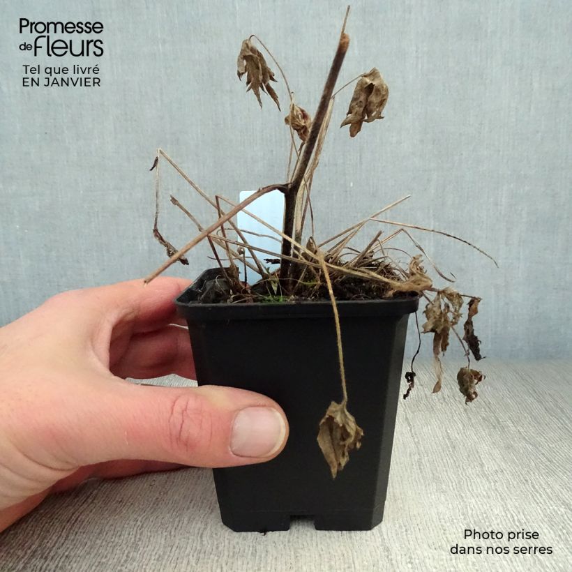 Example of Delphinium belladonna Völkerfrieden - Pied d'Alouette vivace Kweekpotje van 8/9 cm as you get in hiver