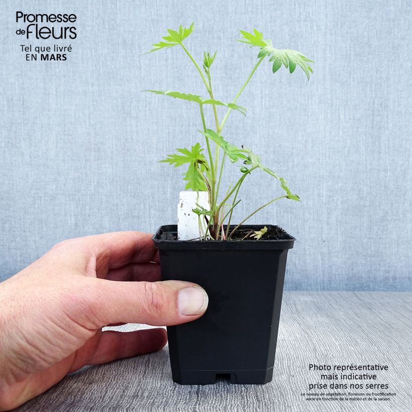 Exemplaar van Delphinium belladonna Völkerfrieden - Ridderspoor Kweekpotje van 8/9 cm zoals geleverd in de lente