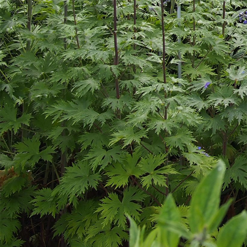 Delphinium elatum Double Innocence - Ridderspoor (Blad)