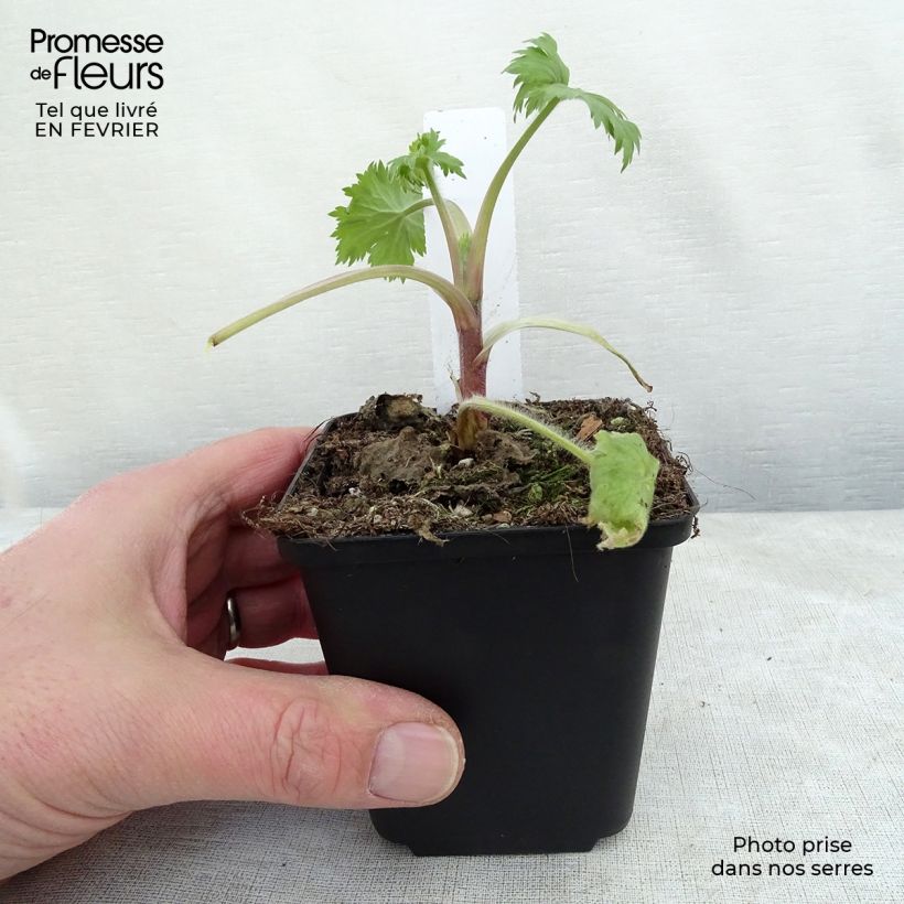 Exemplaar van Delphinium elatum Double Innocence - Ridderspoor Kweekpotje van 8/9 cm zoals geleverd in de winter