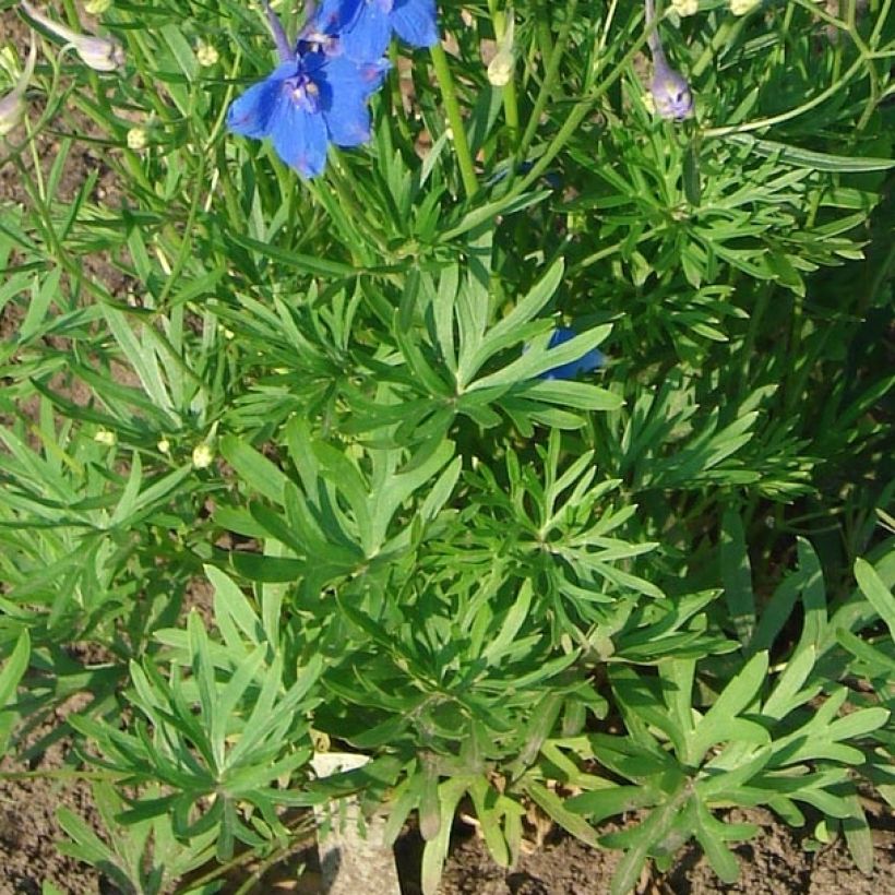 Delphinium grandiflorum Blauer Zwerg - Ridderspoor (Foliage)